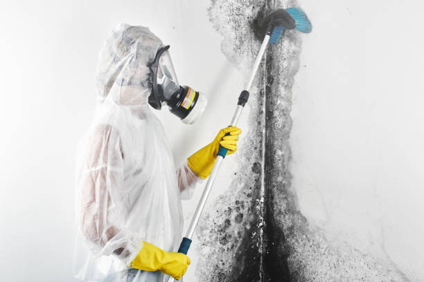 Best Mold Removal for HVAC Installations  in Fallsburg, NY