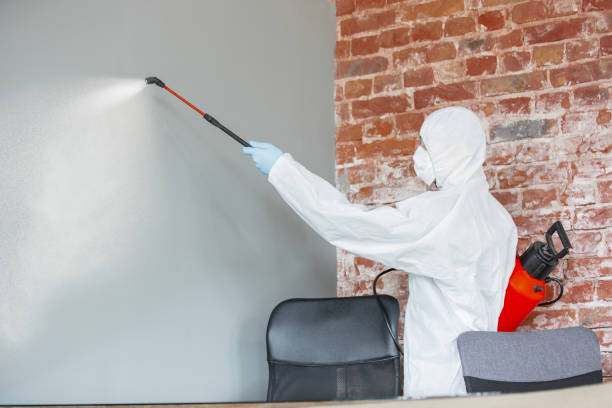 Best Emergency Mold Remediation  in Fallsburg, NY