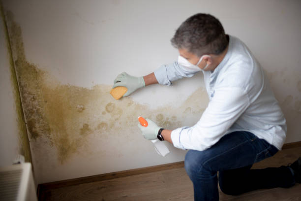 Best Post-Remediation Verification Testing  in Fallsburg, NY