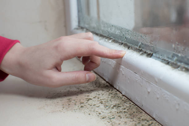 Best Attic Mold Removal  in Fallsburg, NY