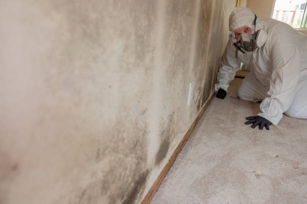 Best Dehumidification Services  in Fallsburg, NY